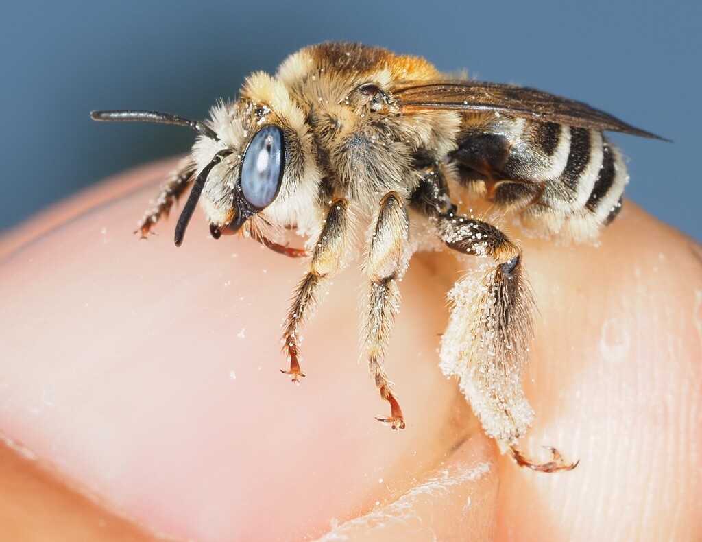 Tetraloniella strigata