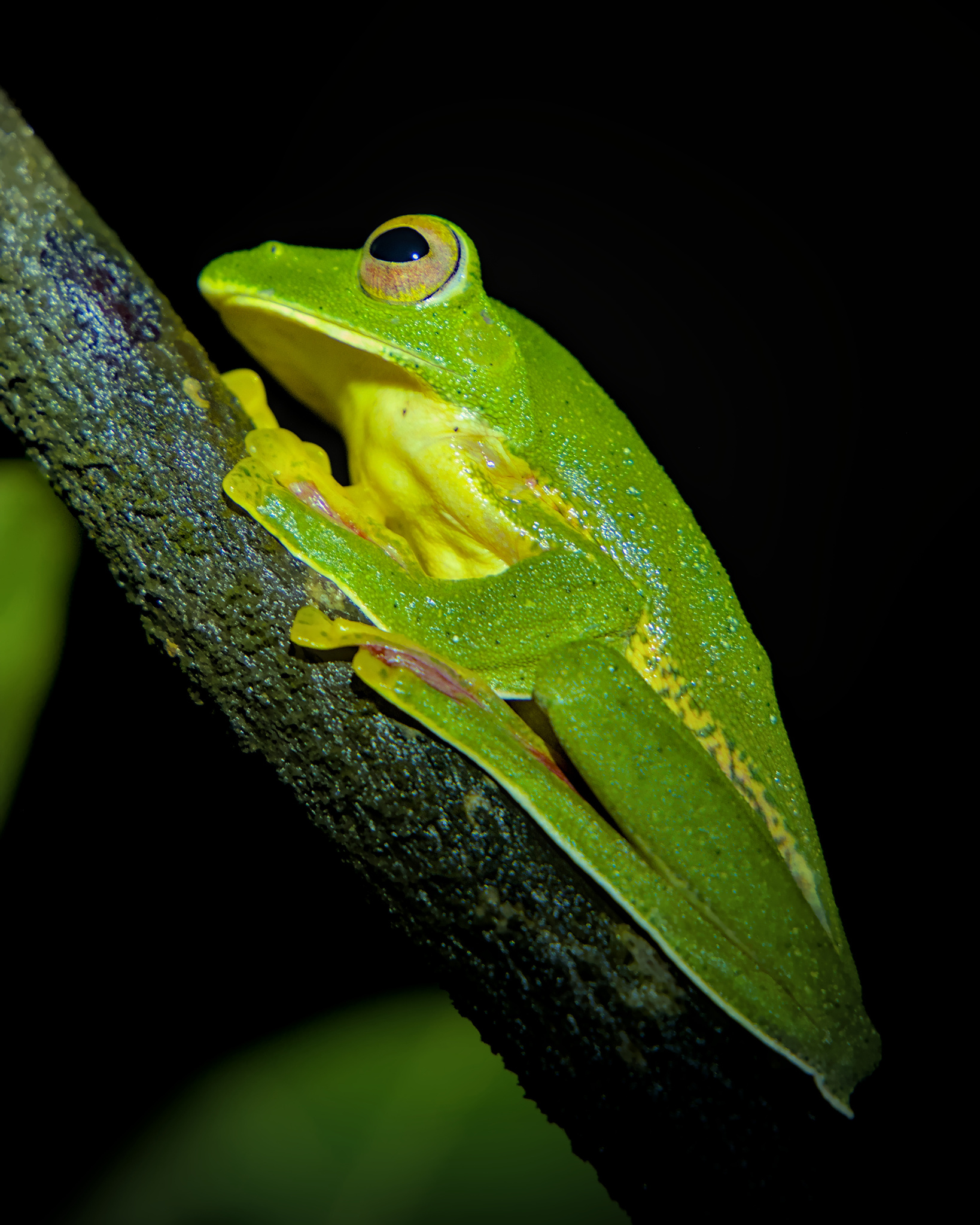 Malabar Gliding Tree Frog