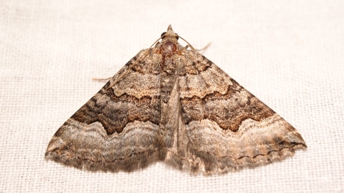Scotopteryx coelinaria (Graslin, 1863)