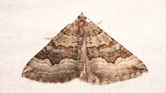 Scotopteryx coelinaria