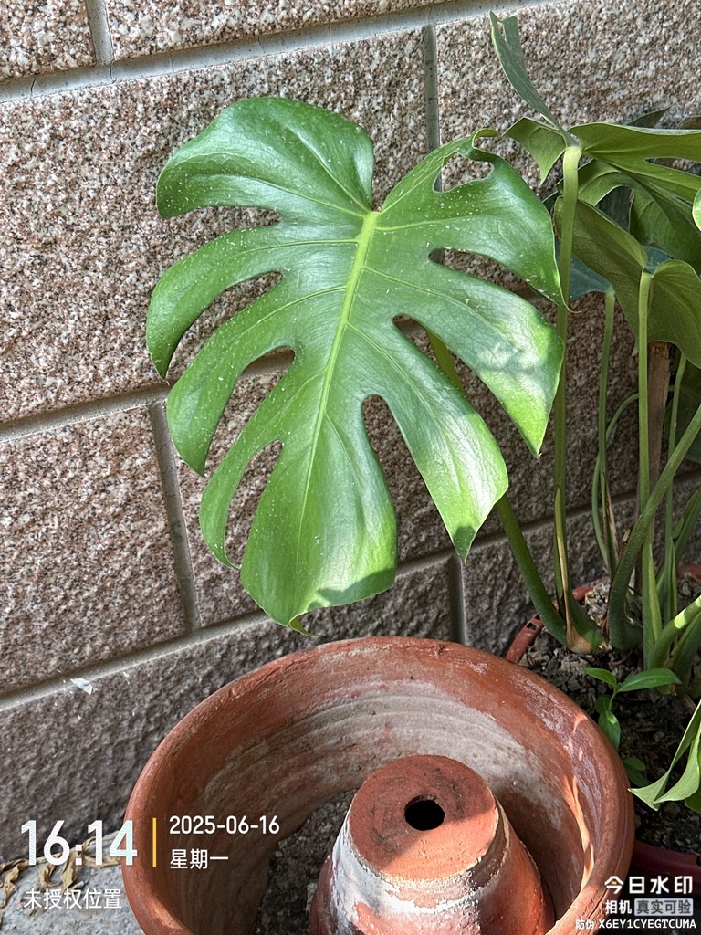 Monstera deliciosa