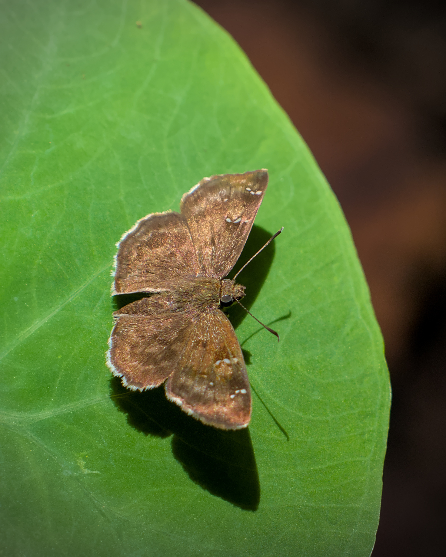 Common Small Flat