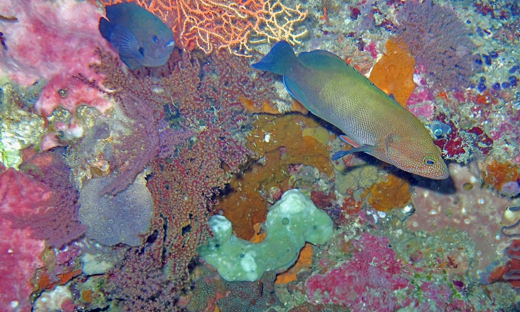 Blue-finned Rock Cod