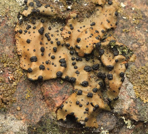 Emery Rocktripe Lichen