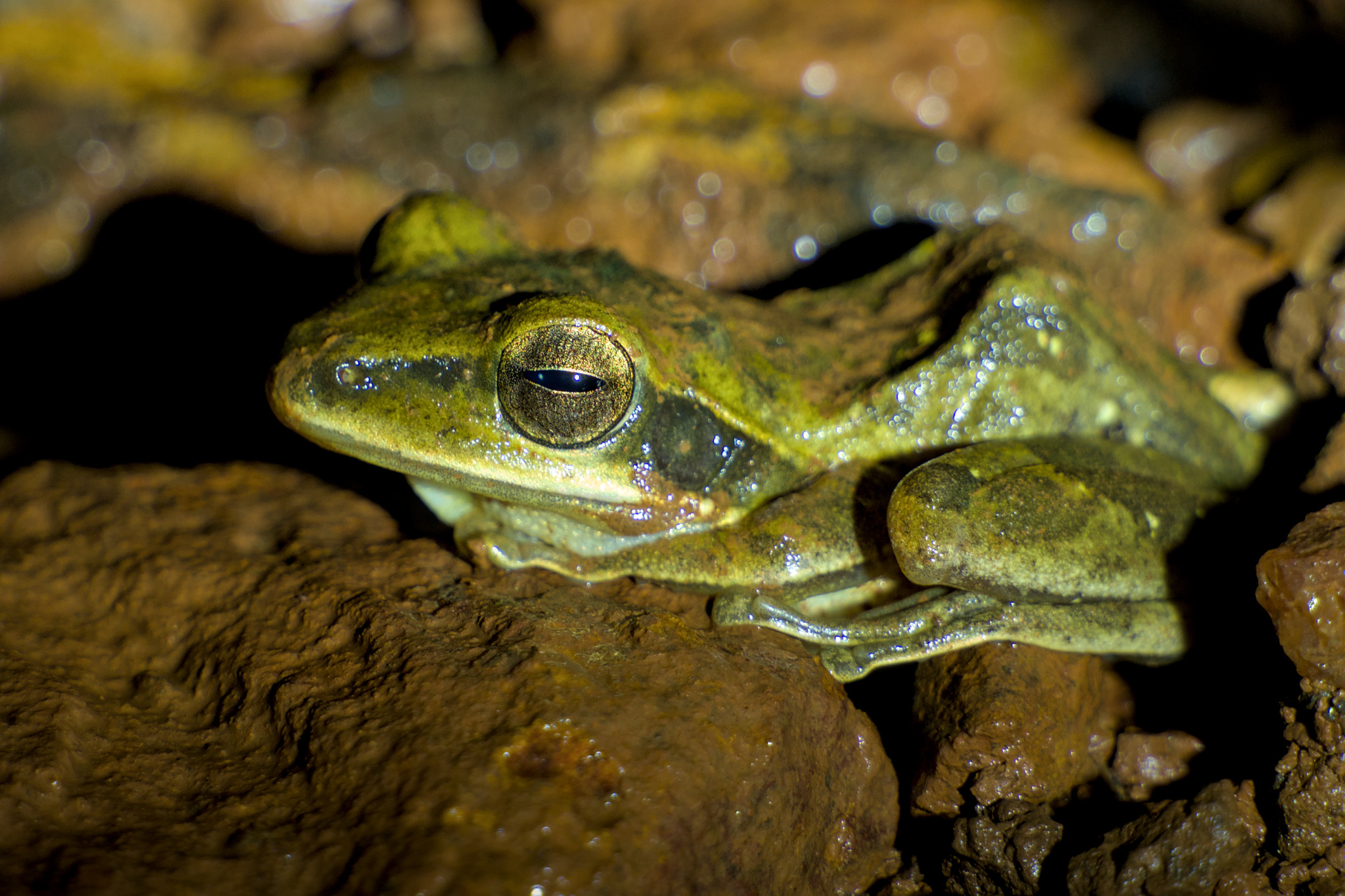 Nagercoil Whipping Frog