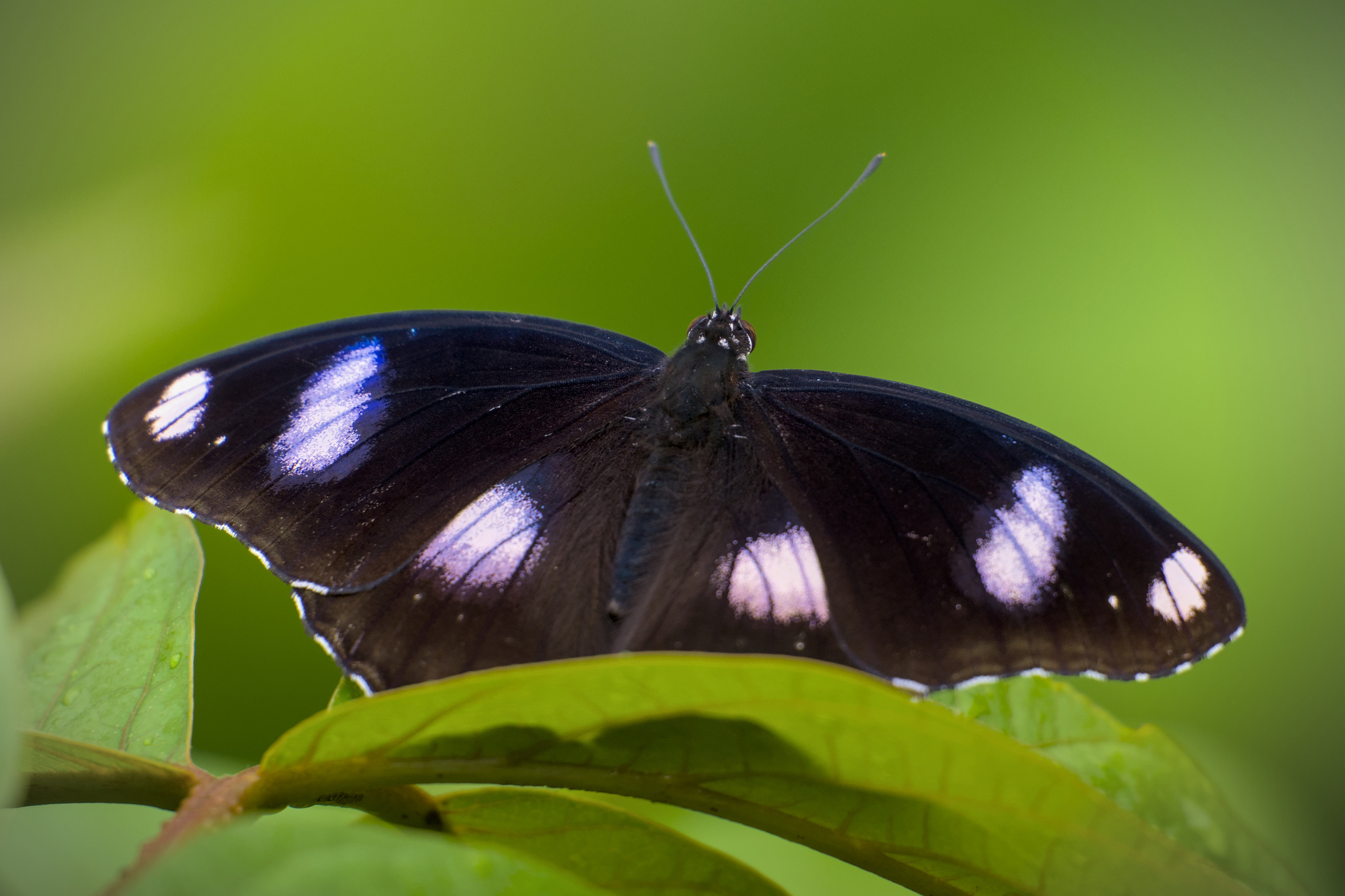 Great Eggfly