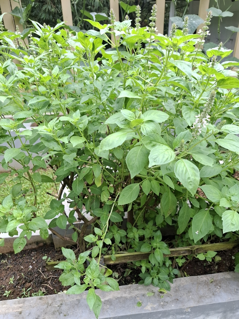 Ocimum basilicum
