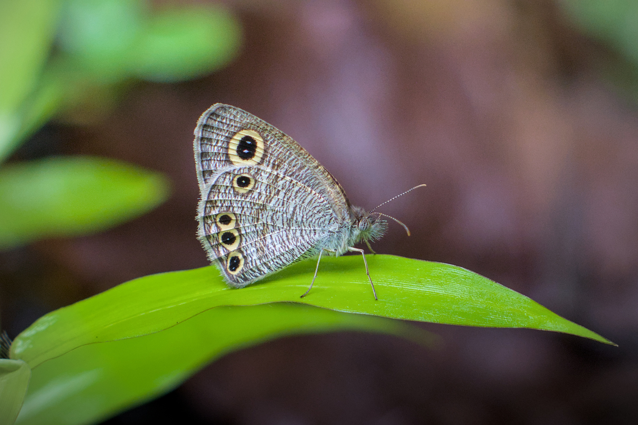 Common Four-Ring