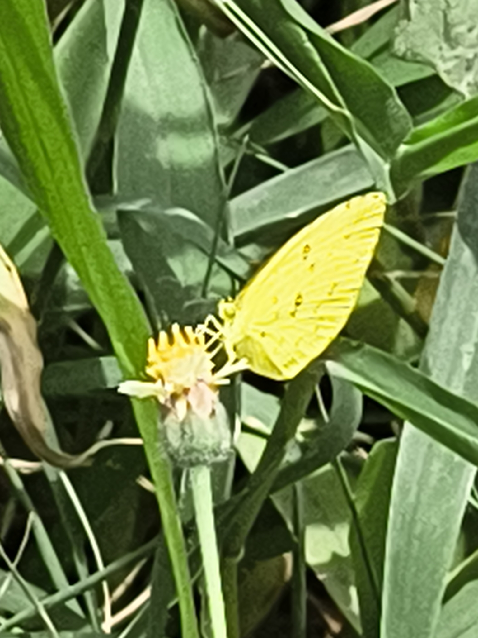 Common Grass Yellow