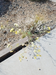 Hymenothrix wislizeni