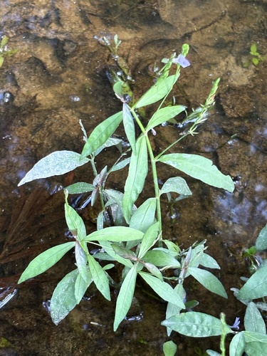 Lance-leaved water-willow (Justicia lanceolata)