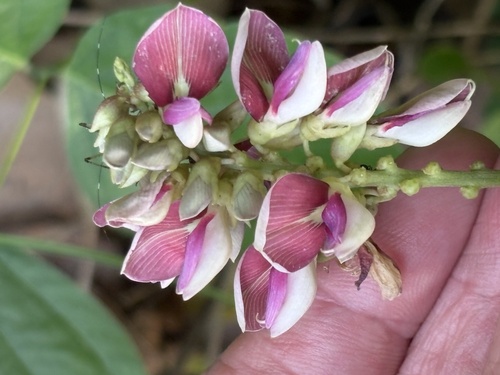 Boykin's Clusterpea (Lackeya multiflora)