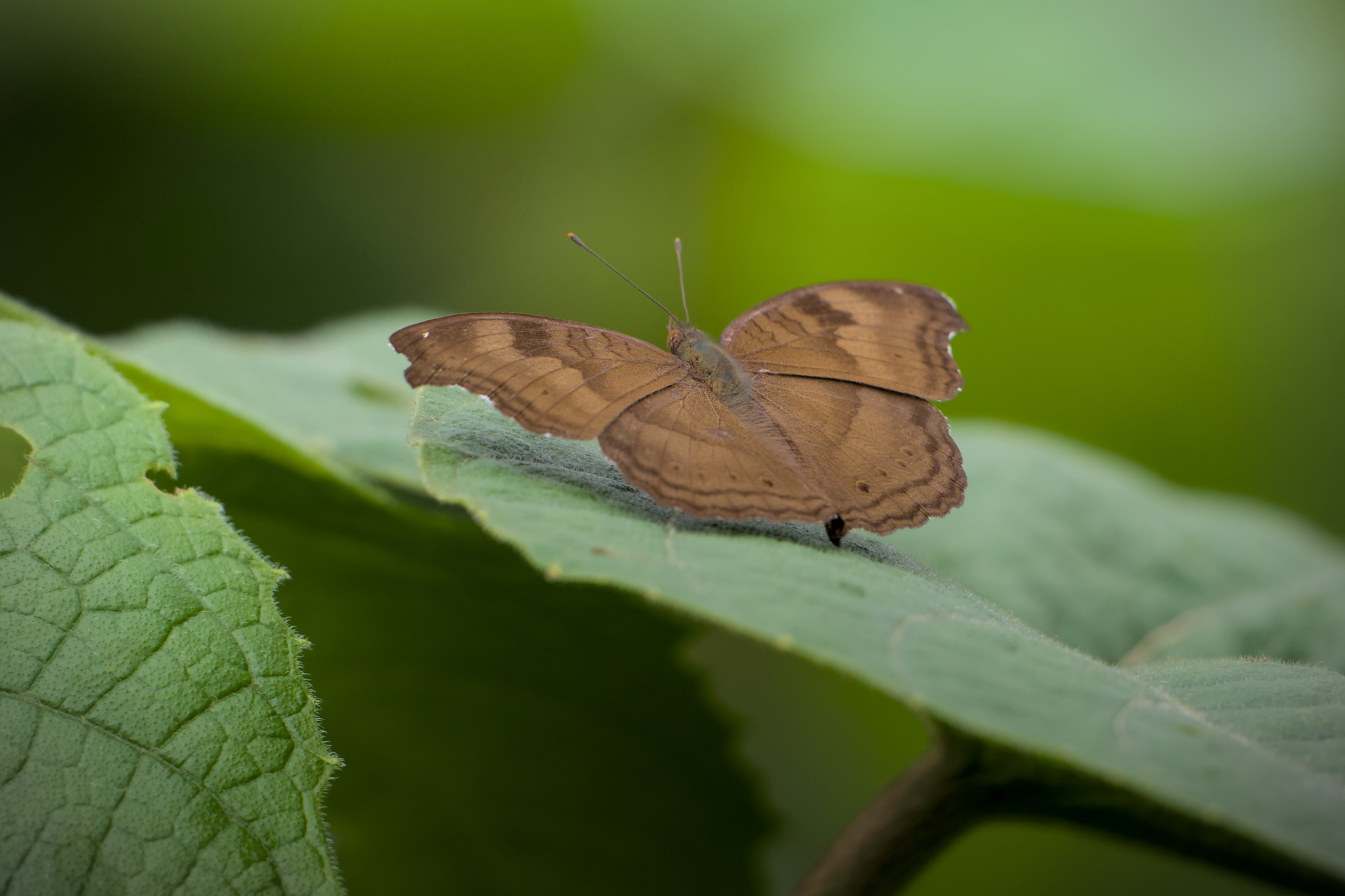 Chocolate Pansy