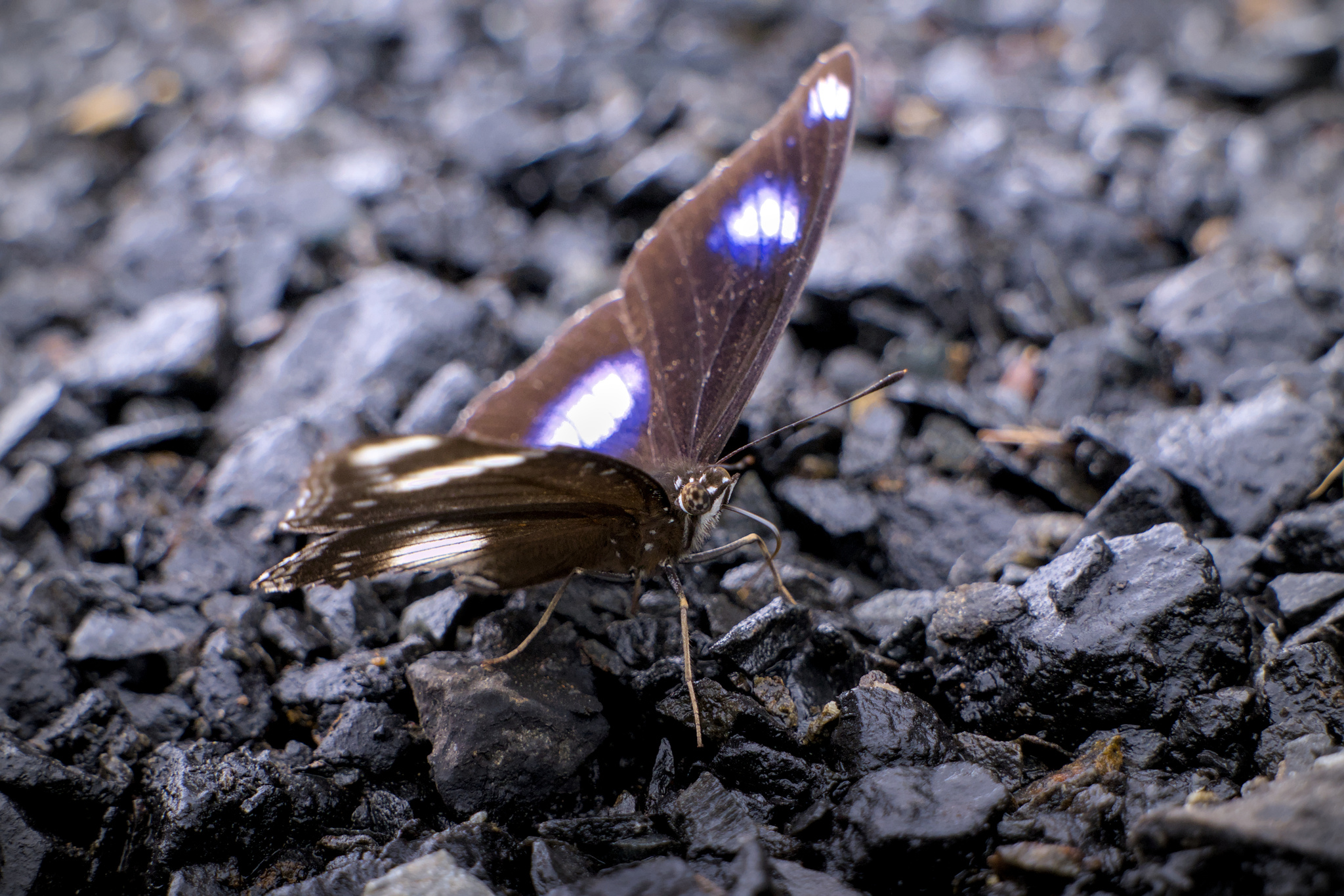 Great Eggfly