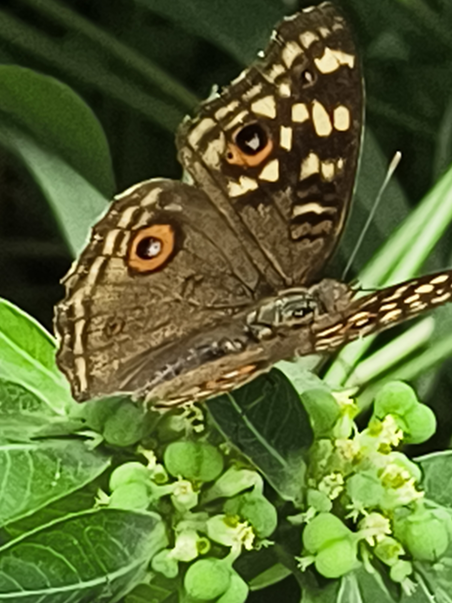 Lemon Pansy