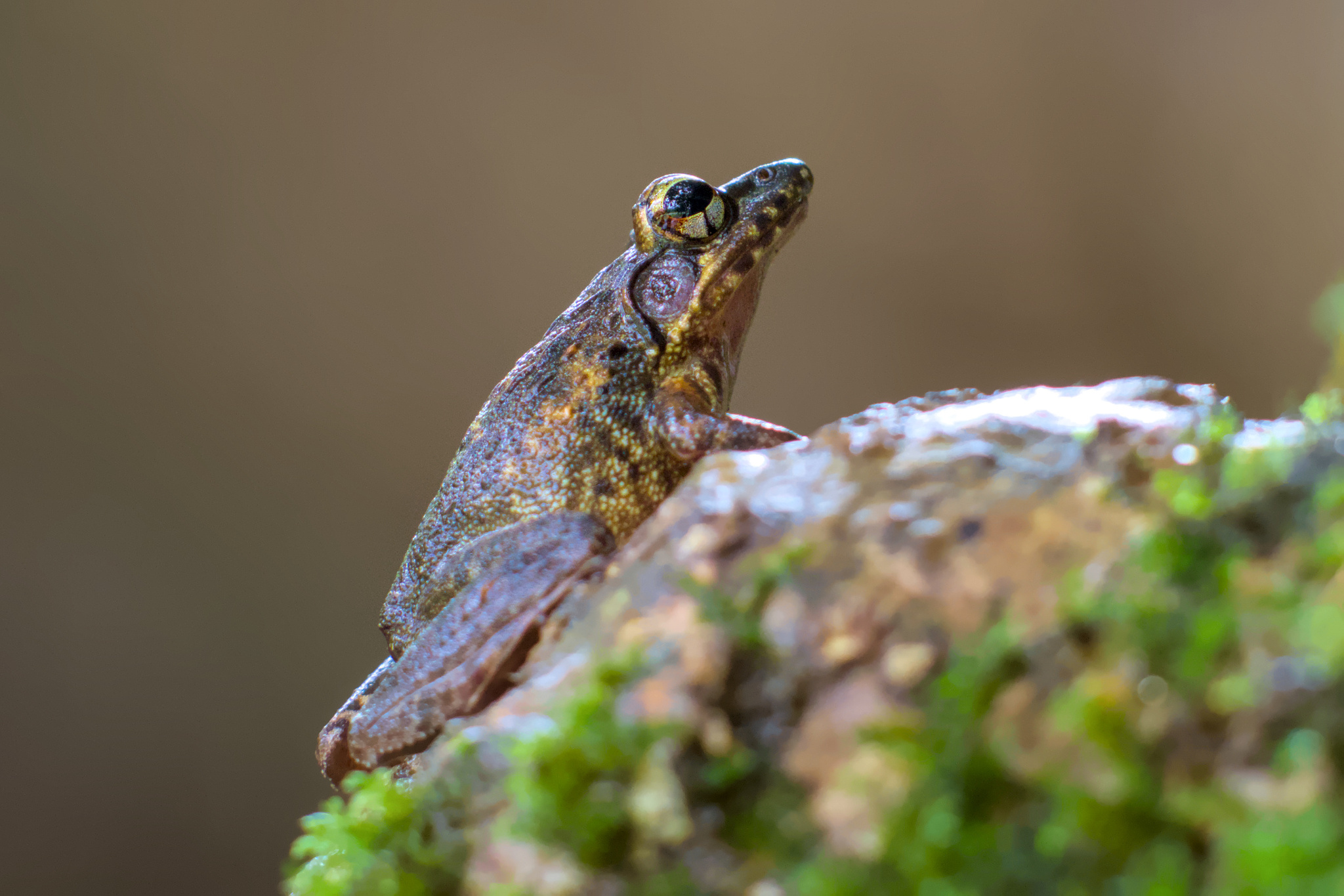 Chiravasi Leaping Frog