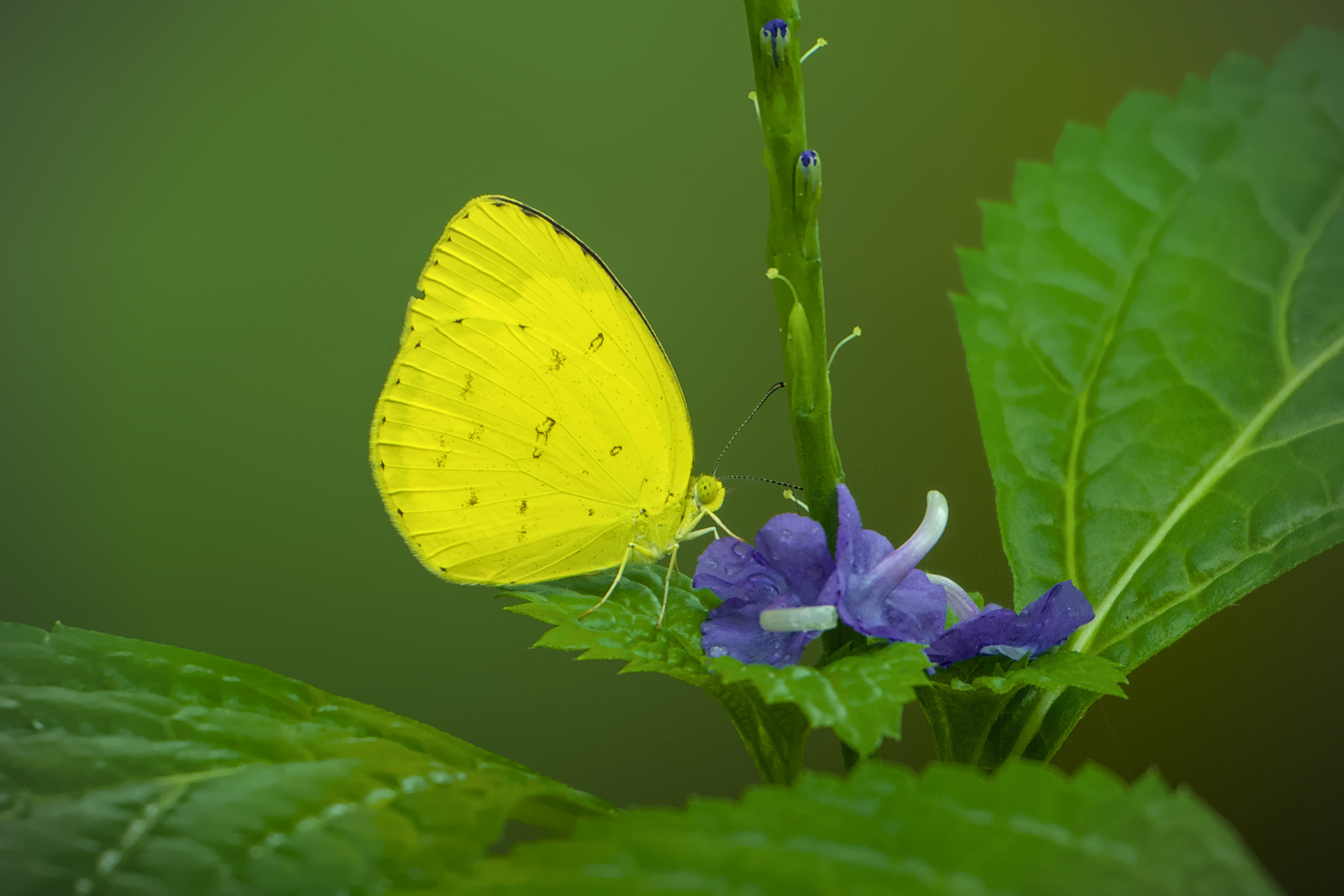 Common Grass Yellow