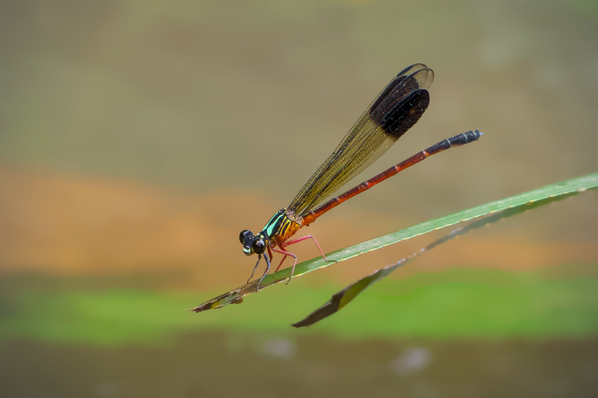 Malabar Satinwing