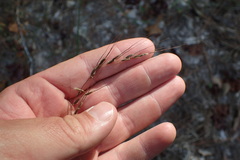 Sorghastrum elliottii