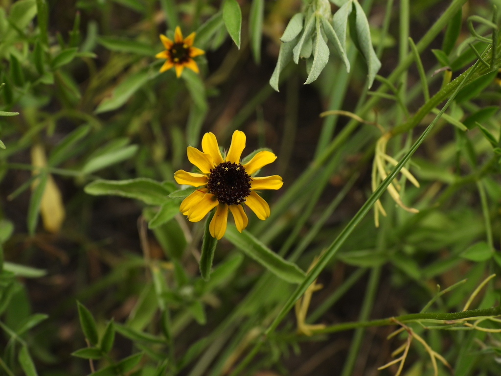 Zinnia