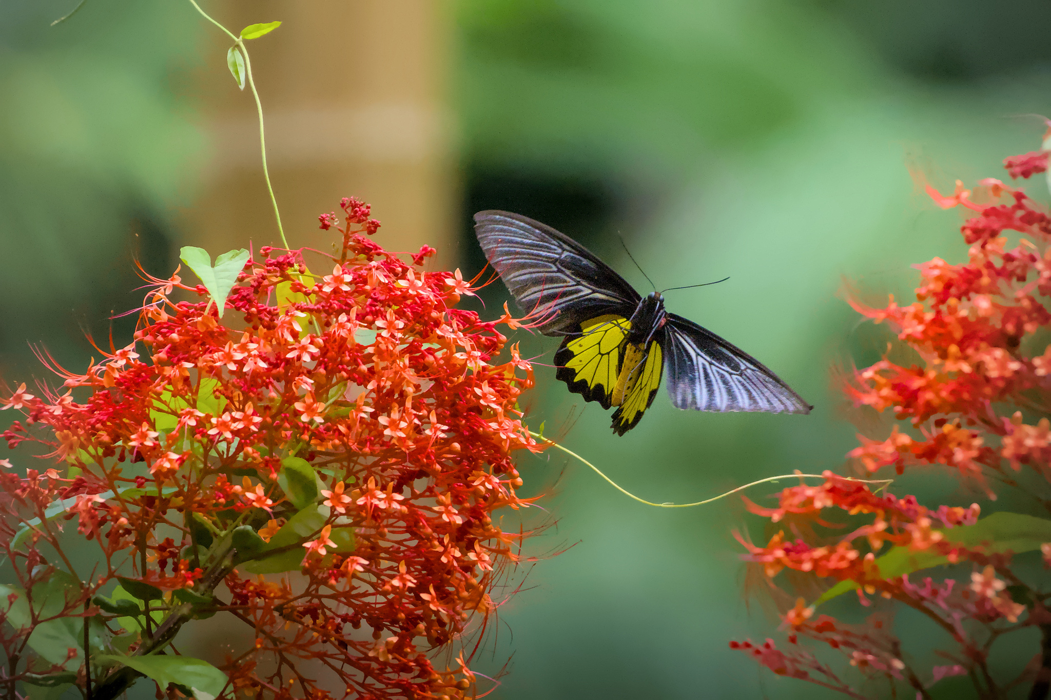 Sahyadri Birdwing