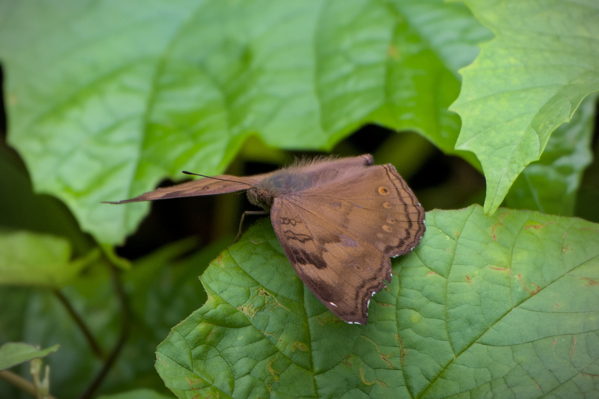 Chocolate Pansy