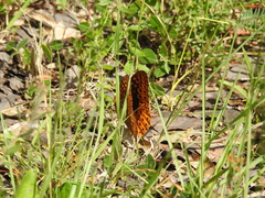 Speyeria nokomis