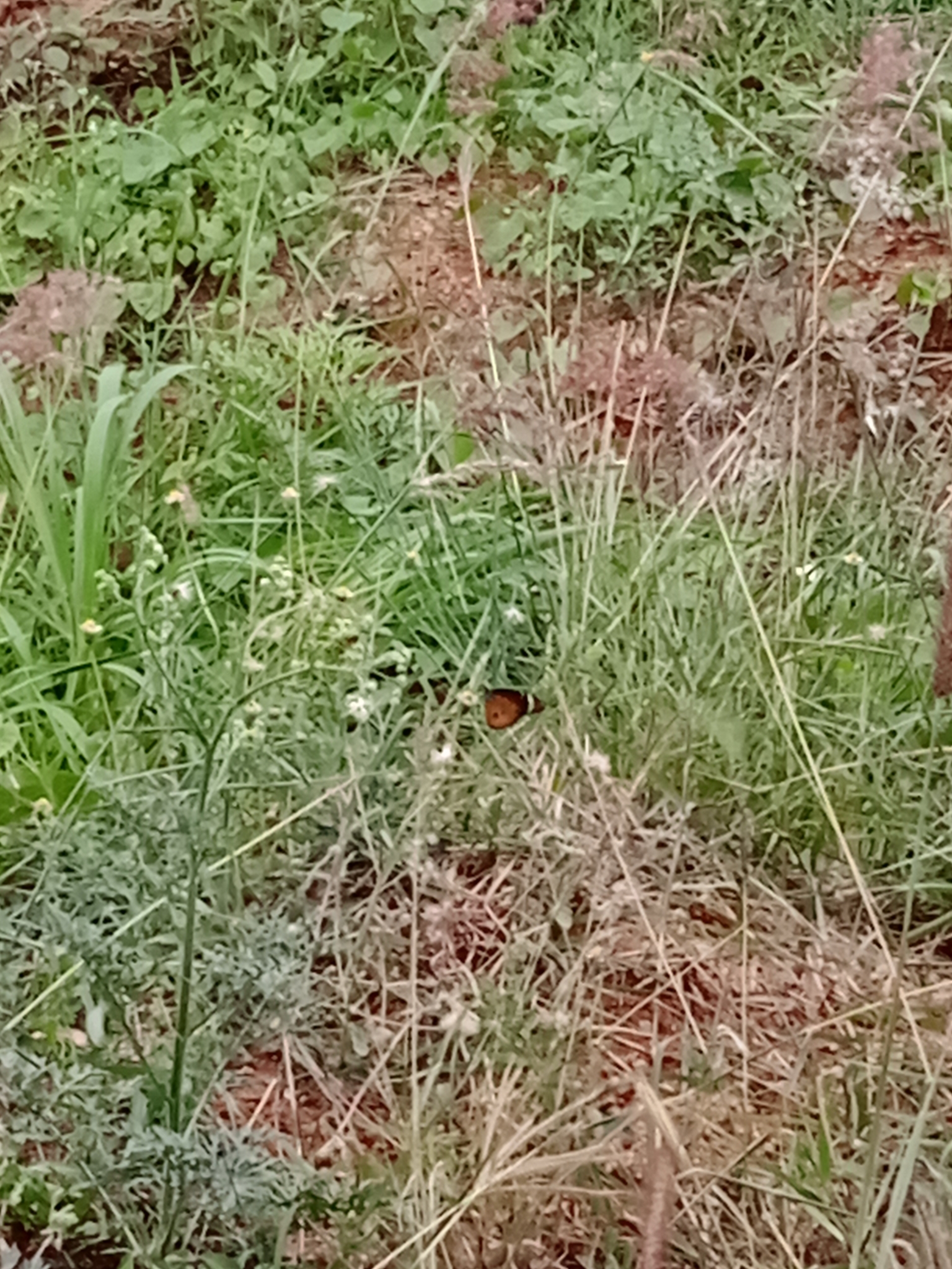 Plain Tiger