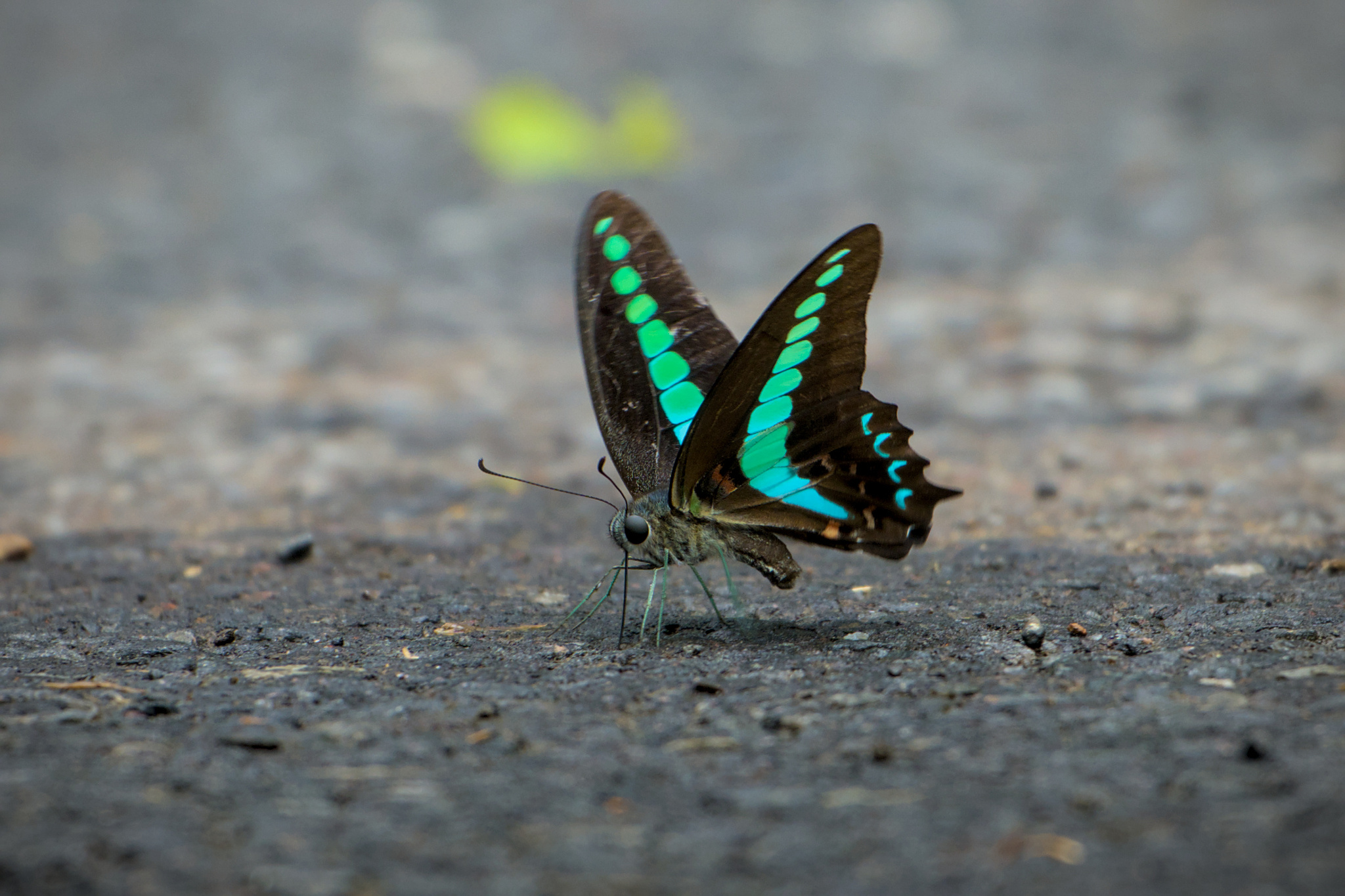 Narrow-Banded Bluebottle