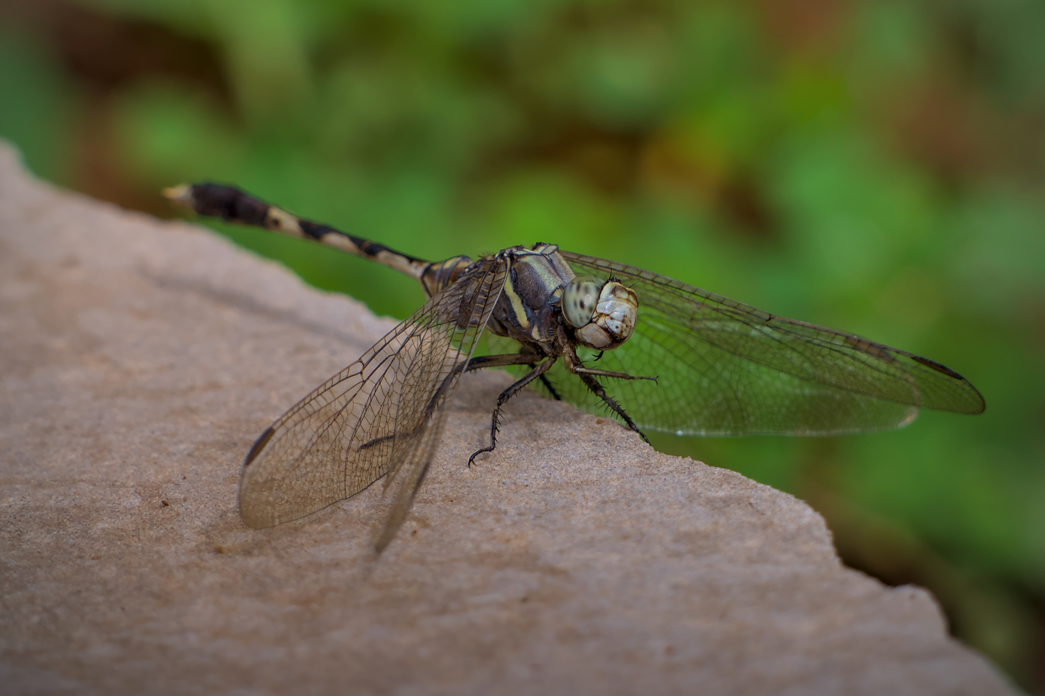Slender Skimmer