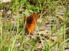 Speyeria nokomis