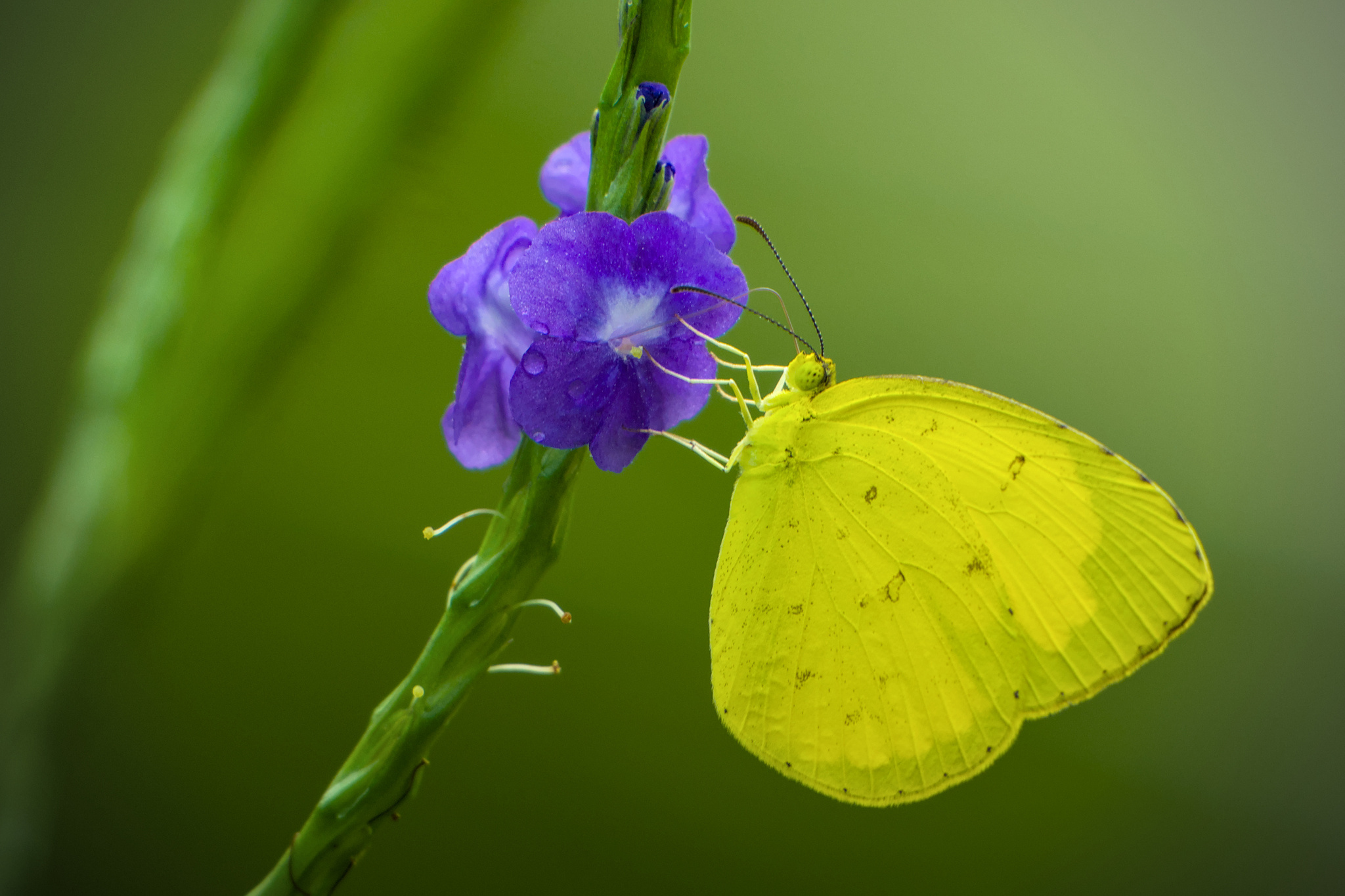 Common Grass Yellow