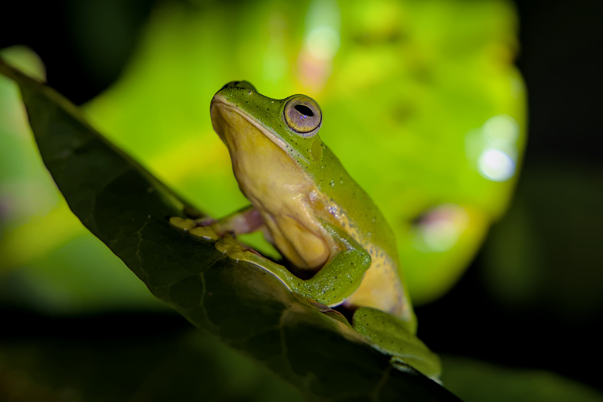 Malabar Gliding Tree Frog
