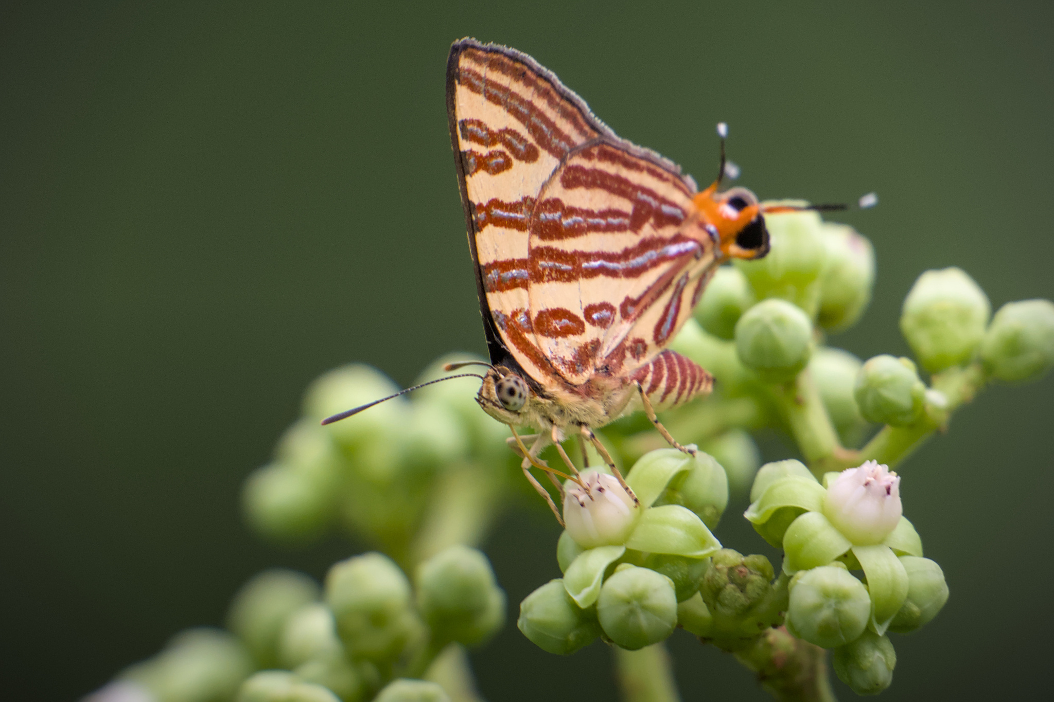 Long-Banded Silverline