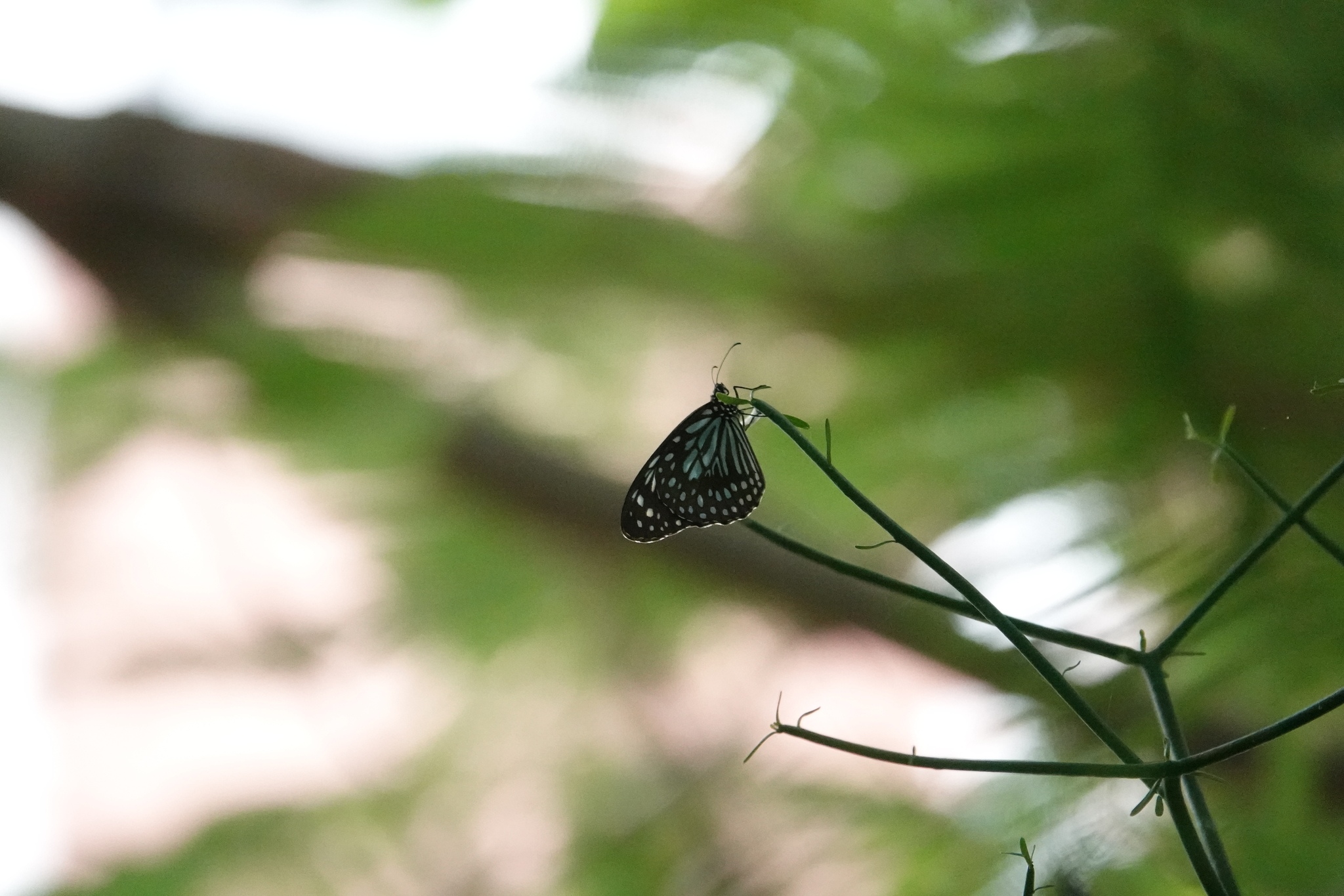 Dark Blue Tiger