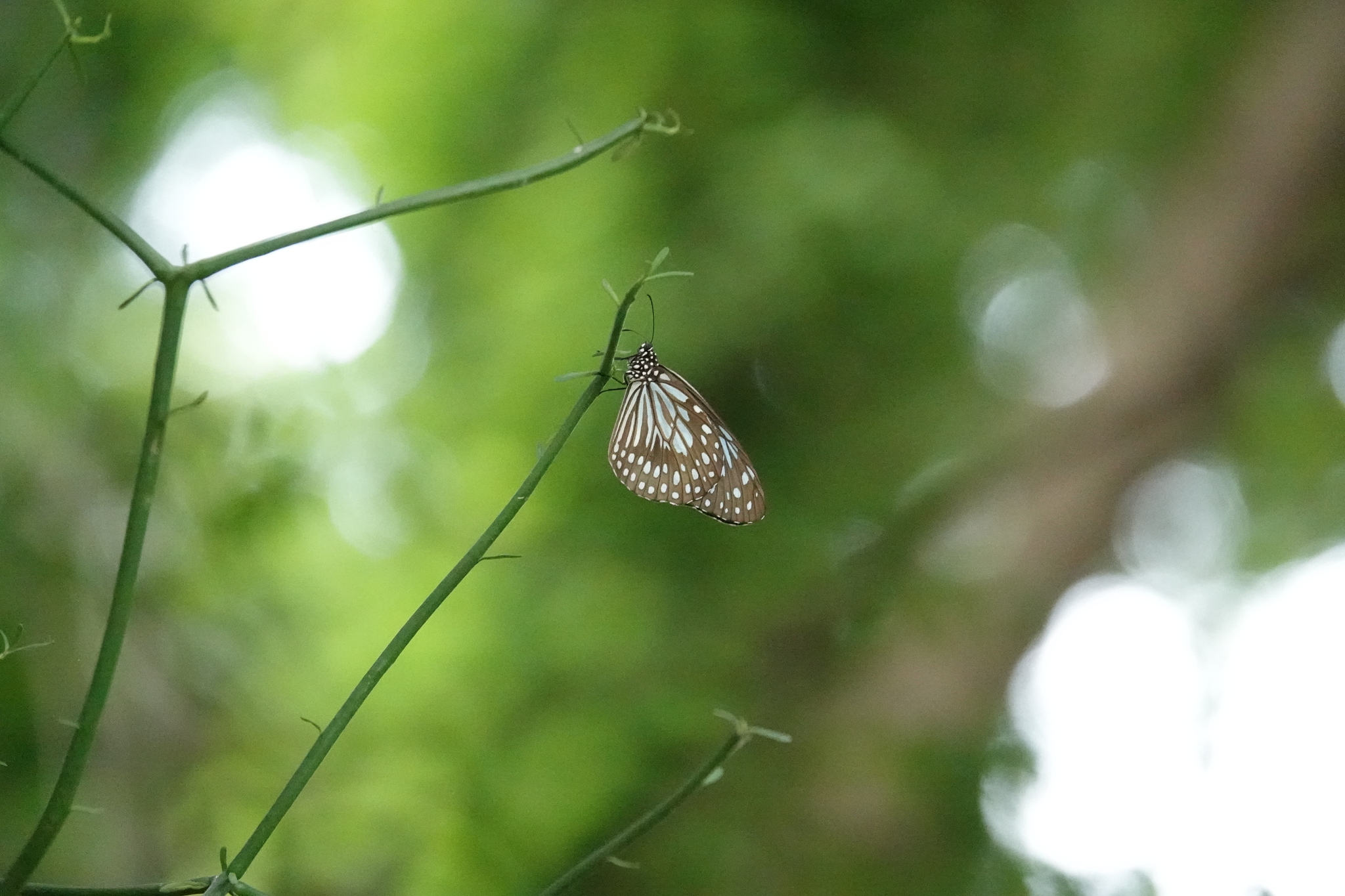 Dark Blue Tiger
