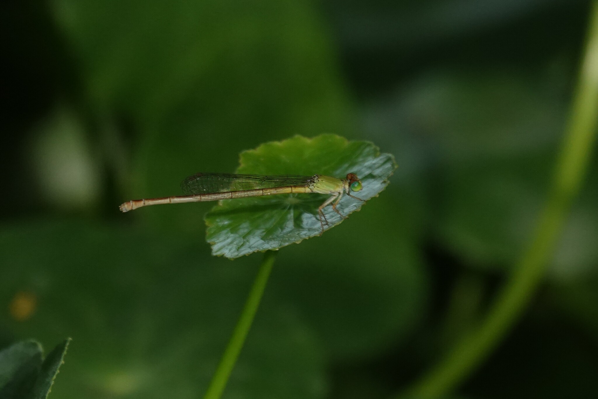 Coromandel Marsh Dart
