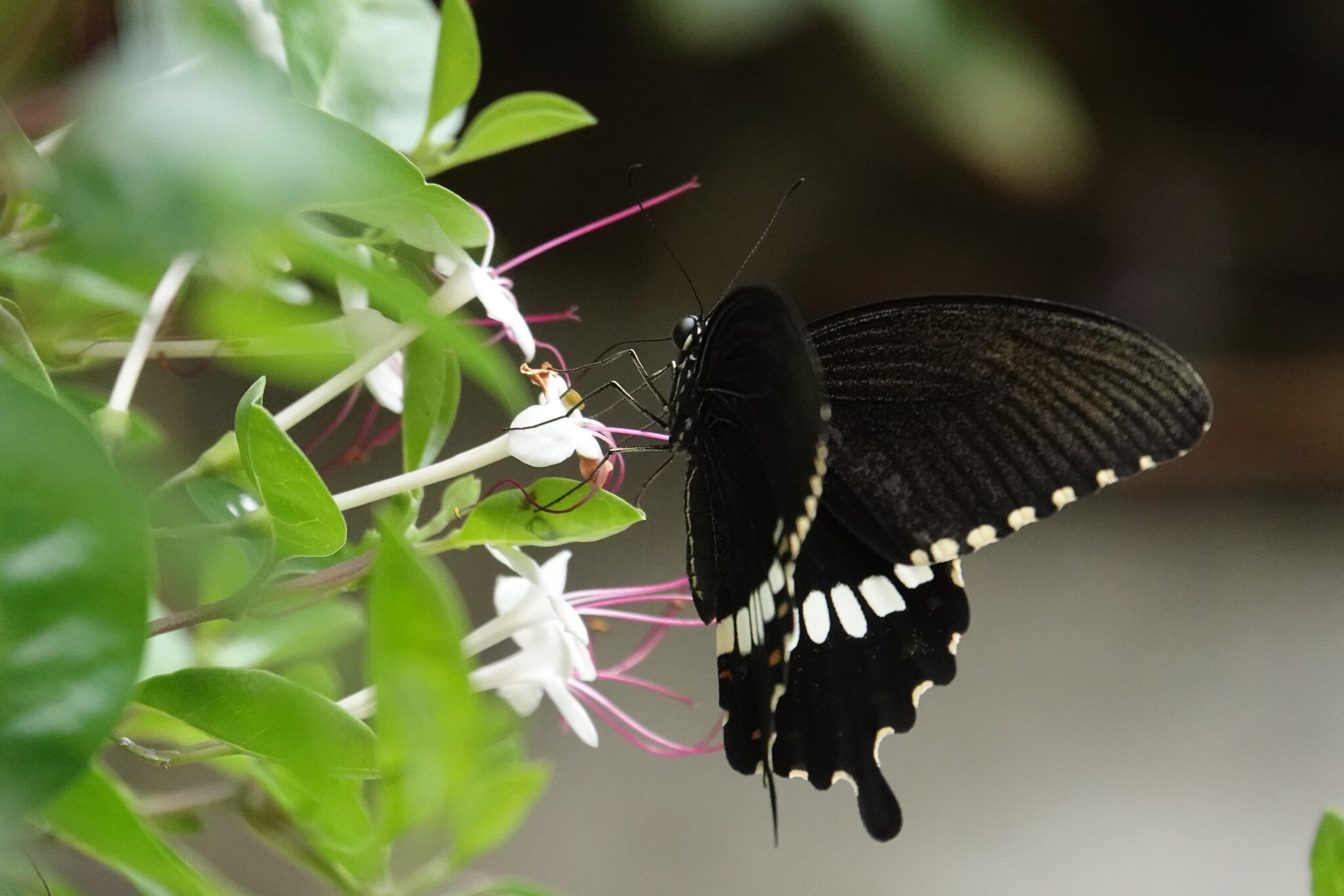 Common Mormon
