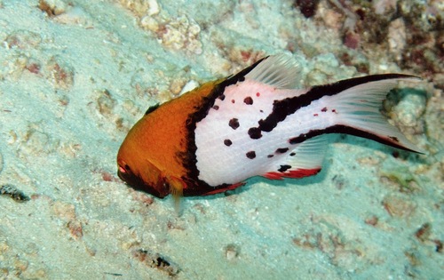 Lyretail hogfish (Bodianus anthioides) — Labridae — 4