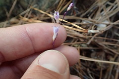 Apteria aphylla