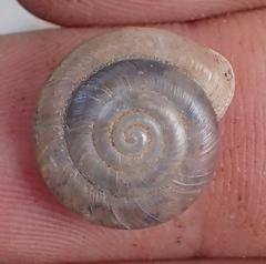 Ashmunella carlsbadensis