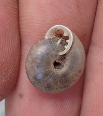 Ashmunella carlsbadensis