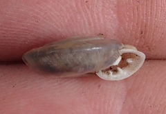 Ashmunella carlsbadensis