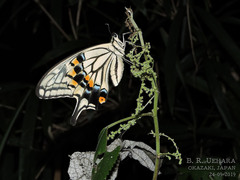 Papilio machaon hippocrates