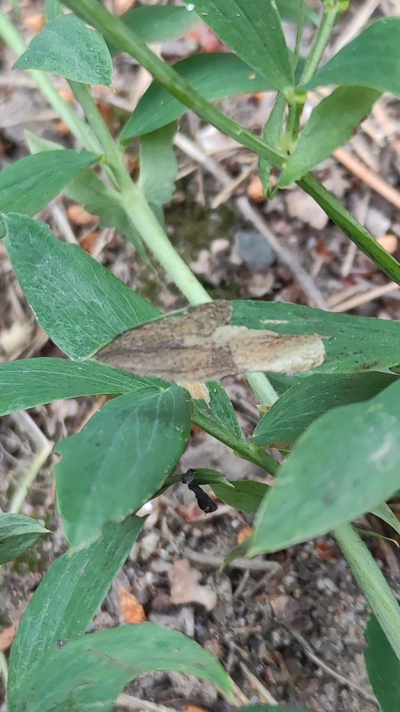 Leucoptera lathyrifoliella