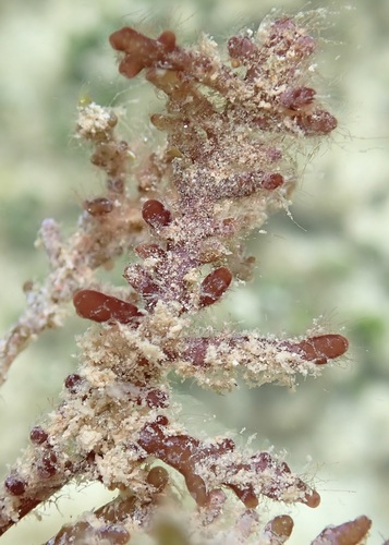 Chondrophycus undulatus