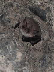 Myotis crypticus