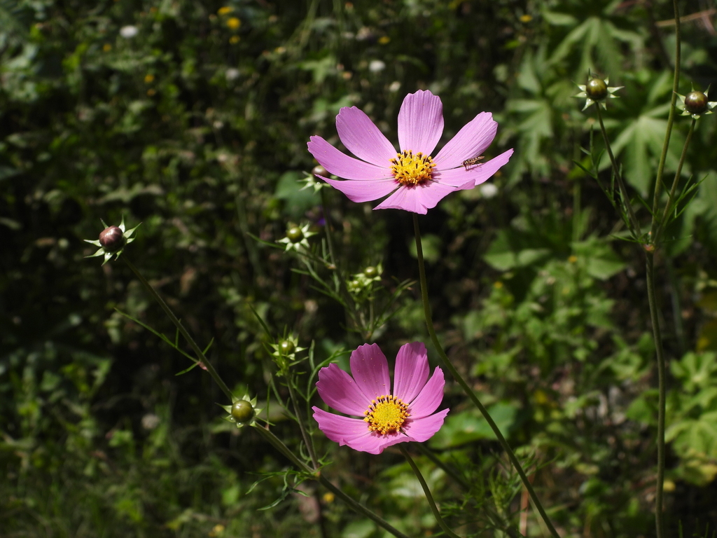 Cosmos