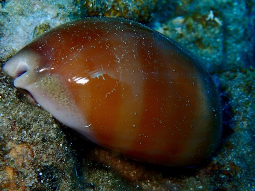 Cypraea leviathan, 2025-06-18