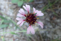 Gaillardia aestivalis winkleri